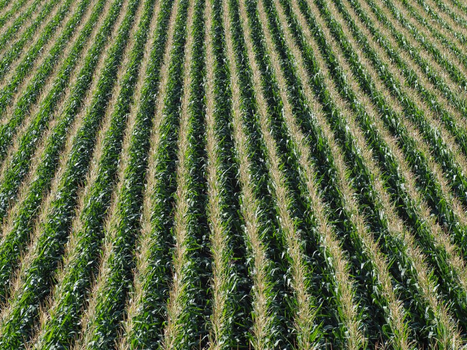 Corn on the cob agriculture food