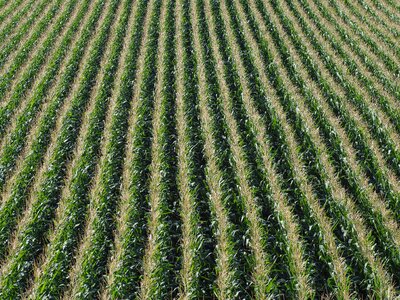 Corn on the cob agriculture food photo