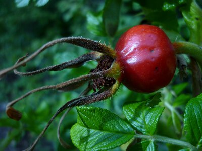 Dark red fruit midsummer photo