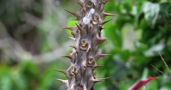 Prickly acute nature