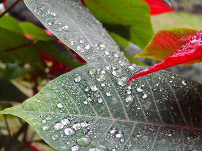 Wet rain drops photo