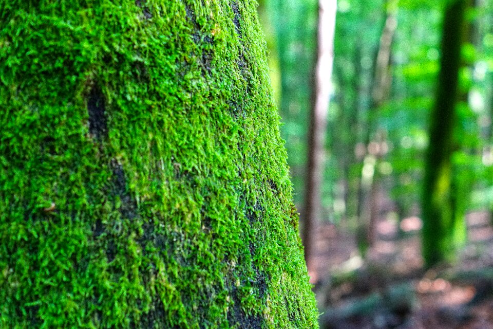 Lichen forest green