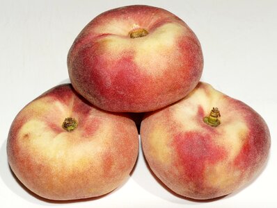 Platt prunus persica wild peach photo