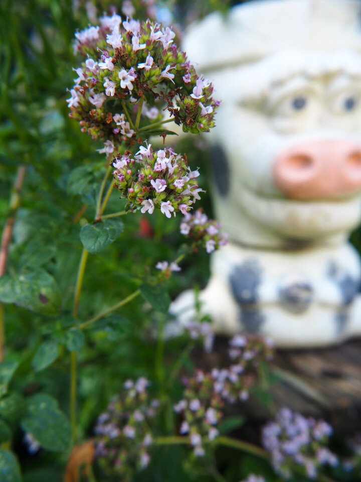 Garden decoration spice plant