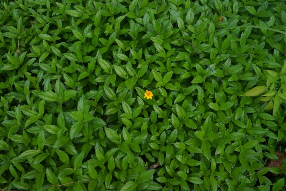 Nature summer natural