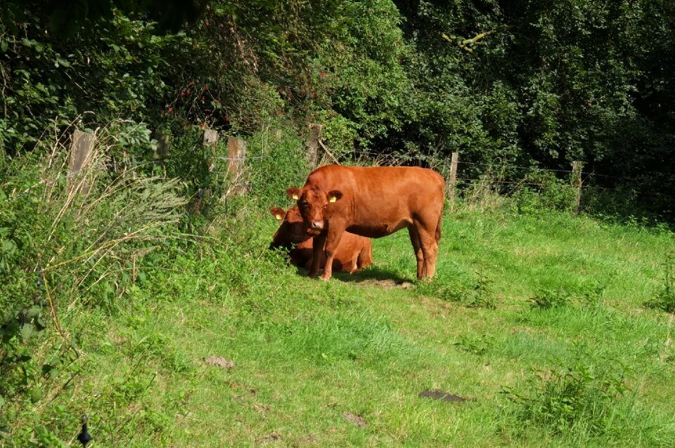 Meadow beef summer