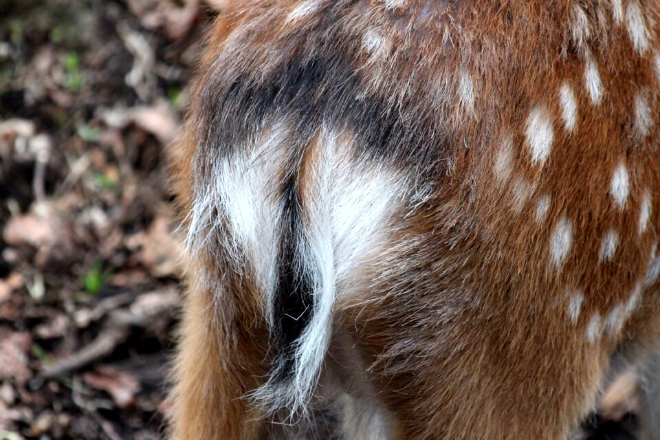 Ovis nature animal