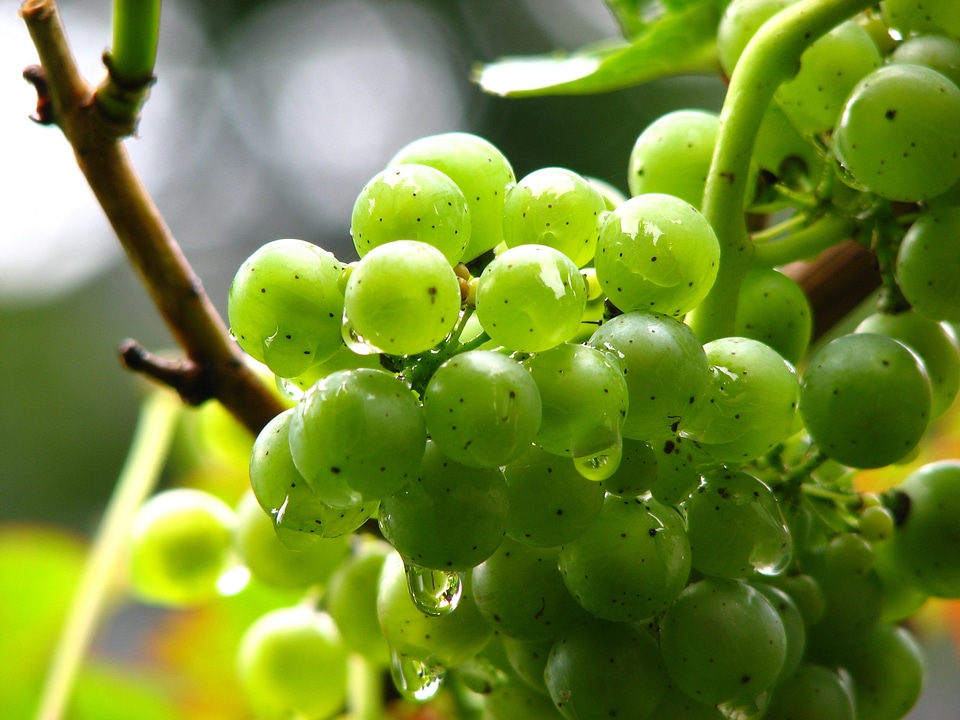 Green winegrowing green grapes