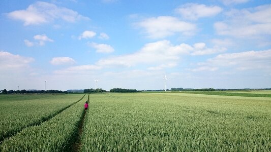 Germany blue wheat photo