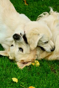 Pet photography fun dog plays