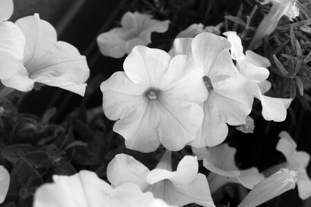 White black and white spring photo