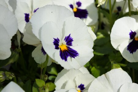 Garden flower closeup
