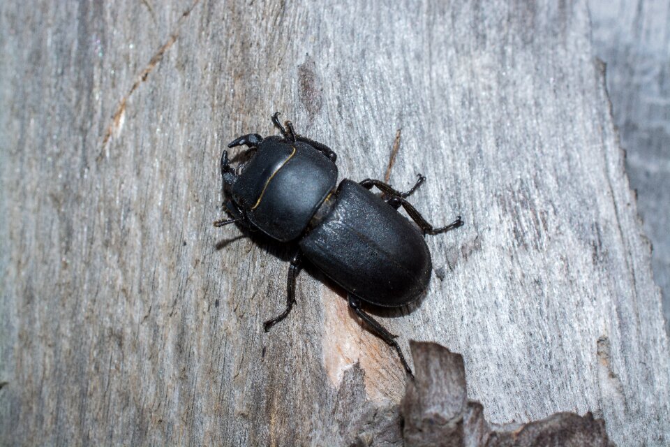 Beetle insect macro