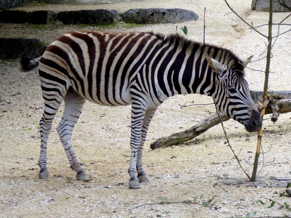Zoo stiffened black