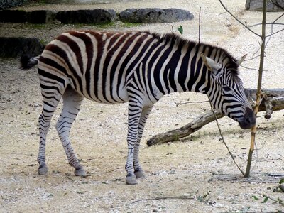 Zoo stiffened black