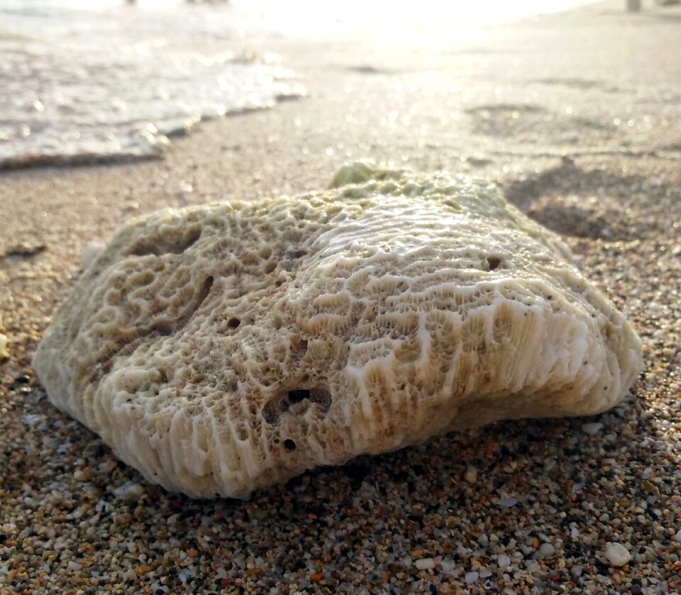 Cat nose pak sha wan reefs