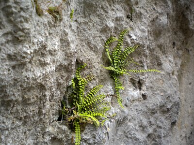 Nature stone rock wall