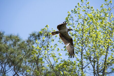 Bird predator wildlife photo