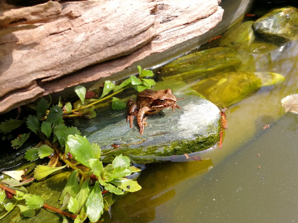 Frog pond frogs amphibian