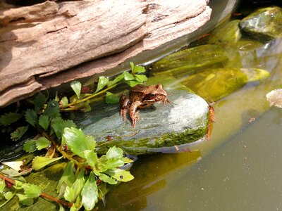 Frog pond frogs amphibian photo