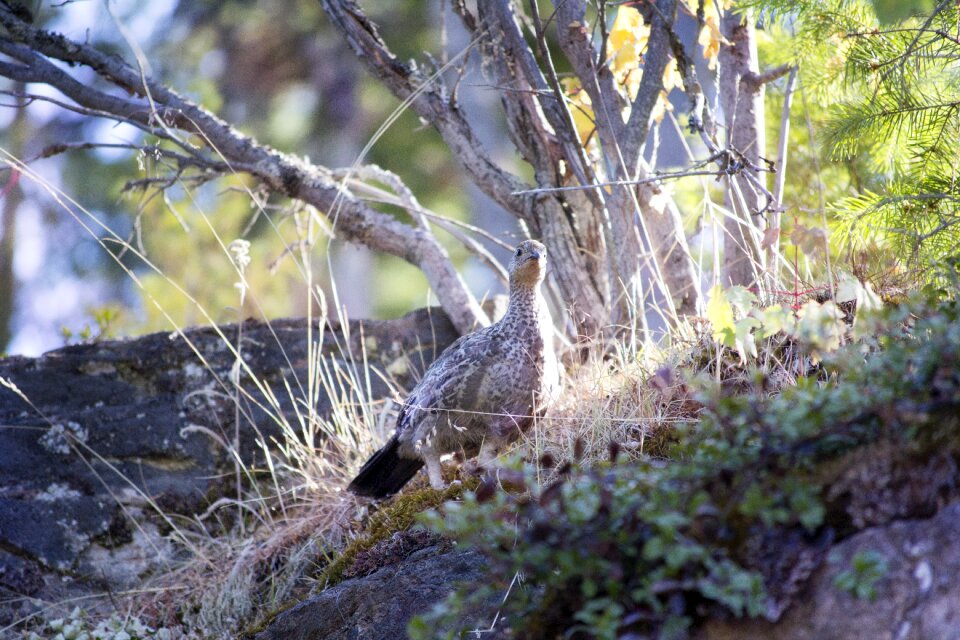 Hide hiding camouflage wood
