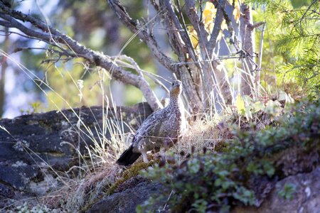 Hide hiding camouflage wood photo