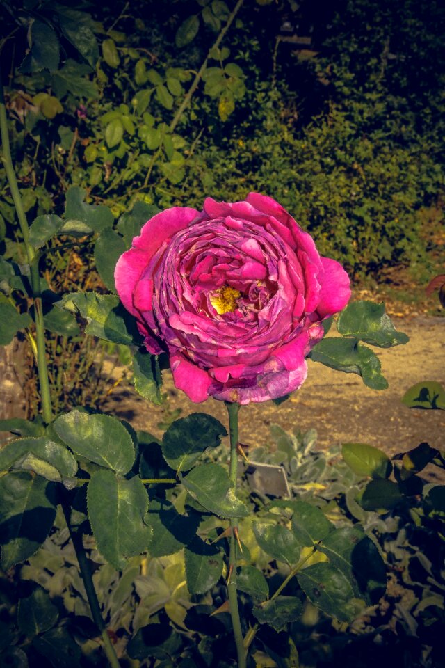 Close up rosaceae velvet