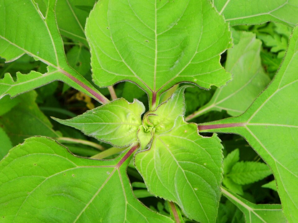 Plant approach leaves green leaf