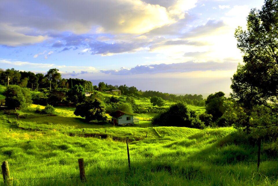 Hawaii nature green