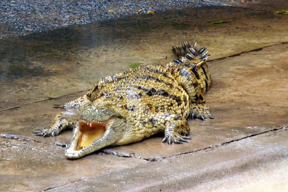 Animal nature gad