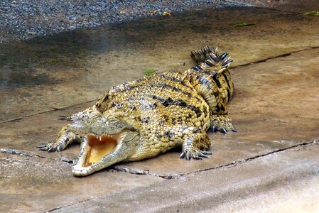 Animal nature gad