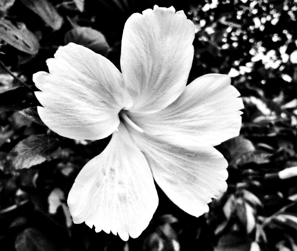 Plant nature