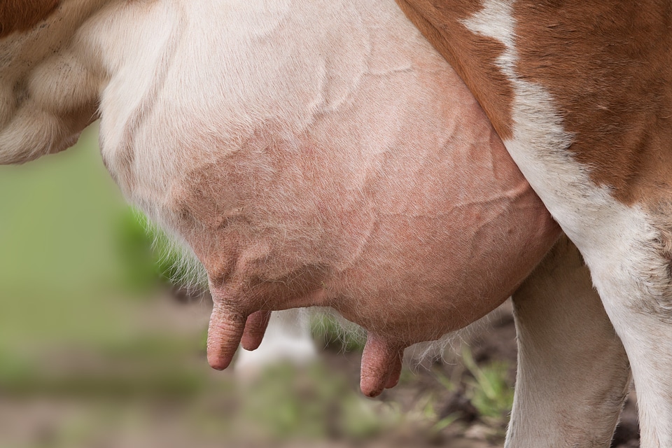 Ungulate organ mammary glands