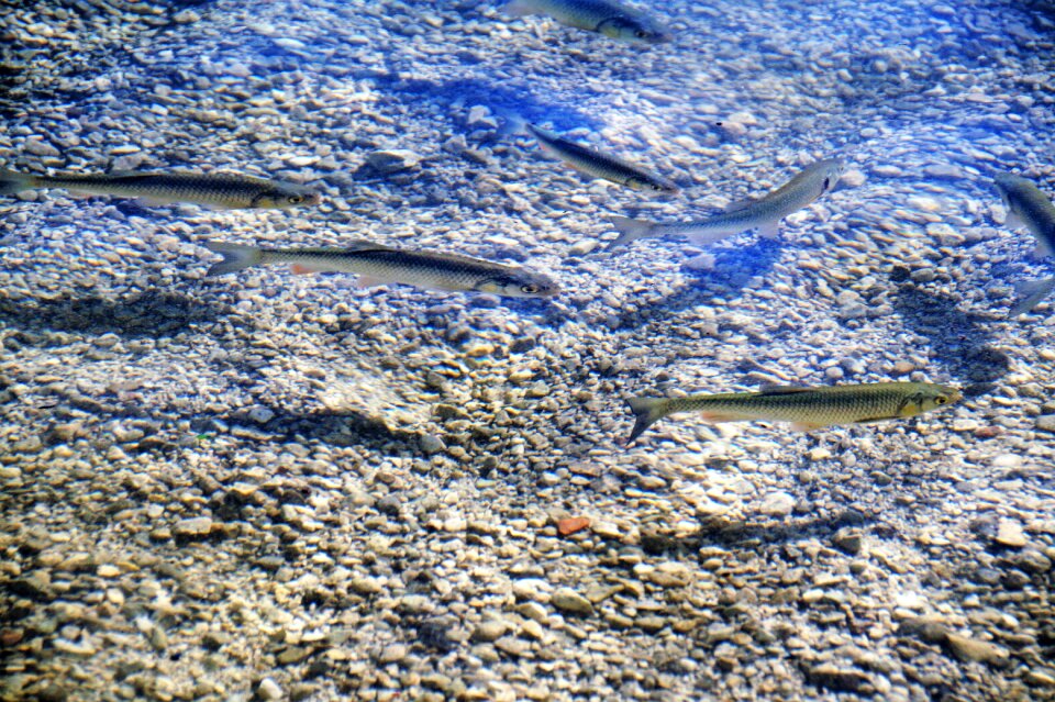 Mountain lake bohinj lake clean water