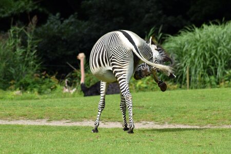 Stripes funny animal