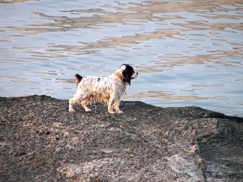 Water olles dog portraits ocean
