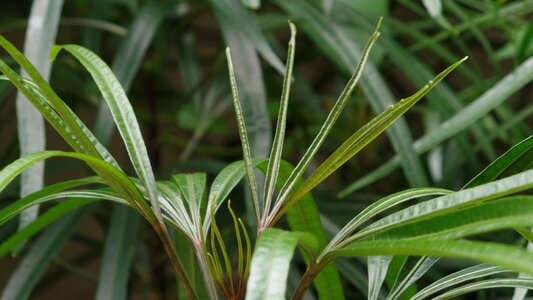 Green leave green
