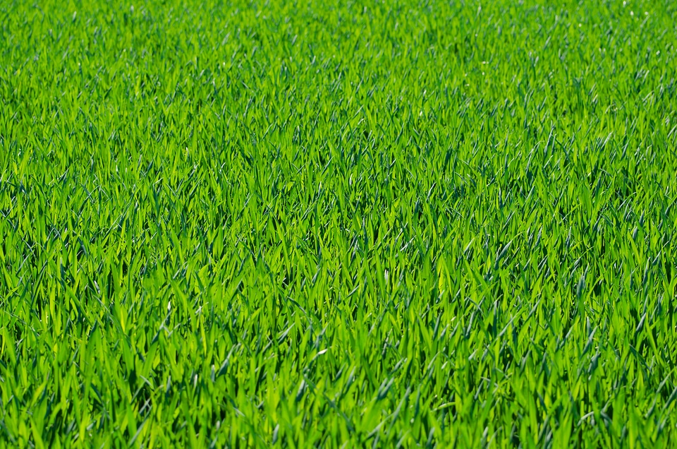 Stalks green seasons
