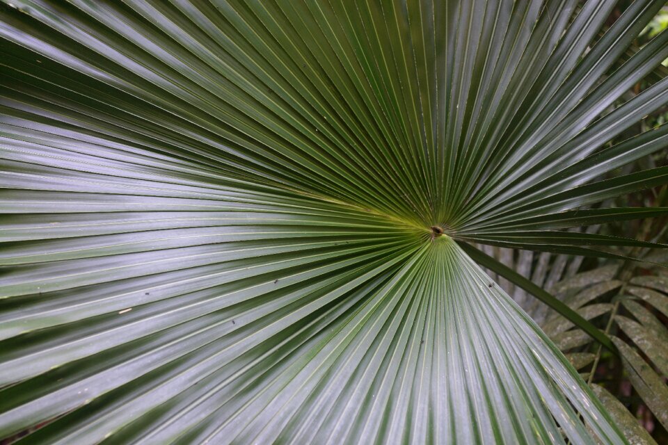 Tropical plant nature
