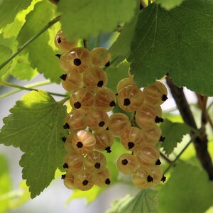 Fruit antioxidants ripe