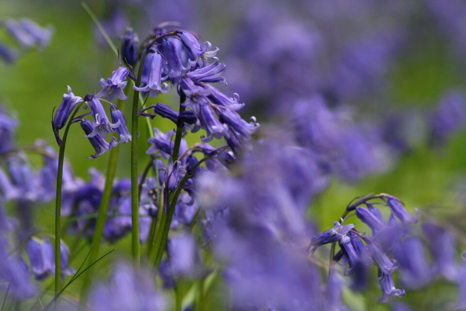 Blue spring