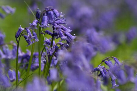 Blue spring photo