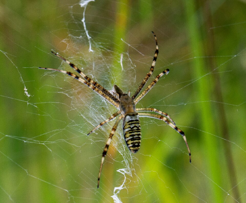 Spider web macro summer