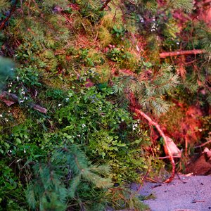 Greens forest blueberry