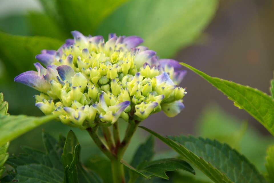 Purple flower garden photo