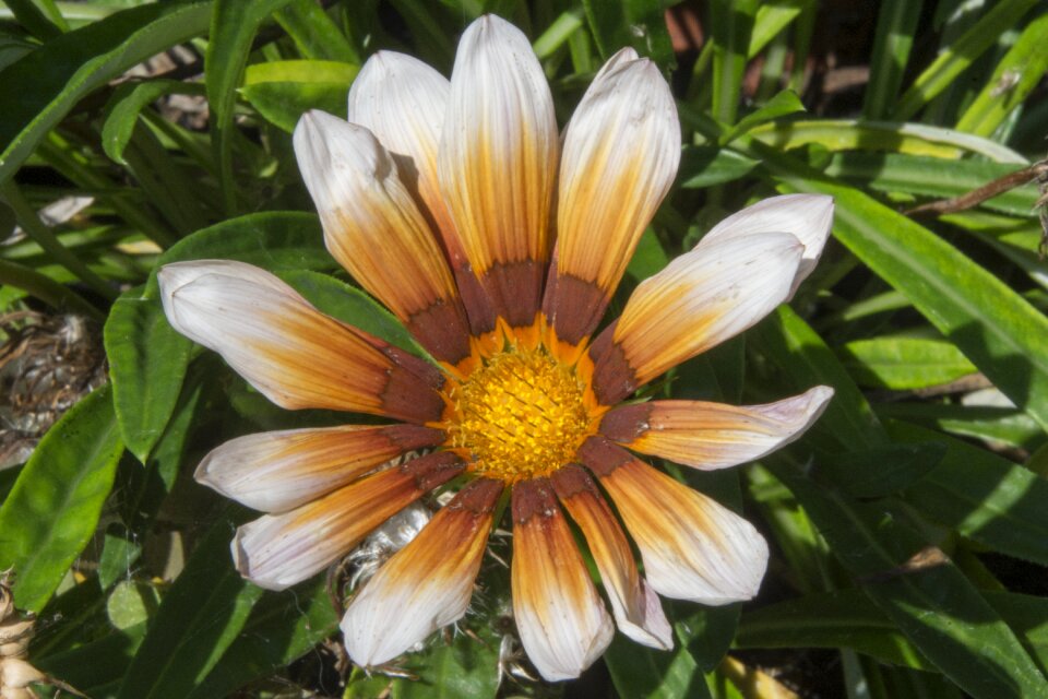 Summer plants yellow flower summer flower