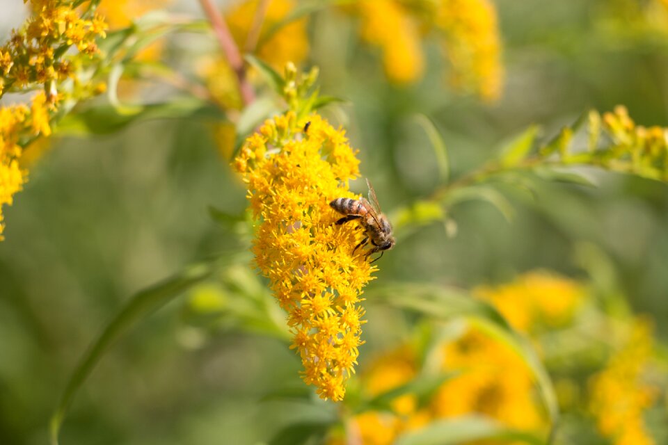 Honey insect yellow
