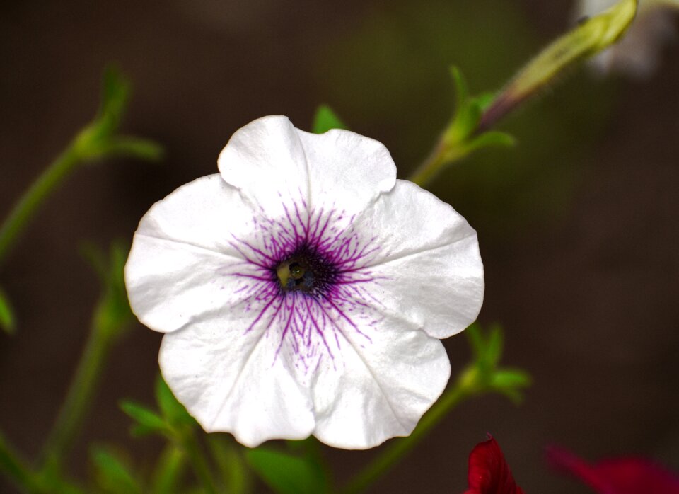 Flower white and purple