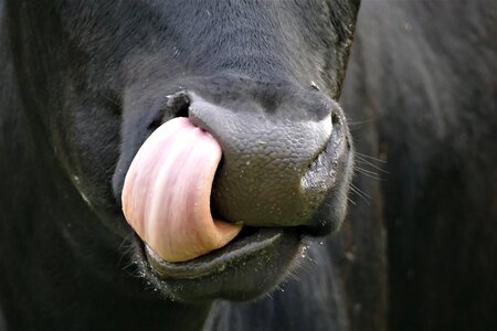 Nose cattle nostrils photo