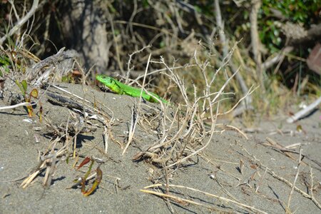 Lizard sand sun